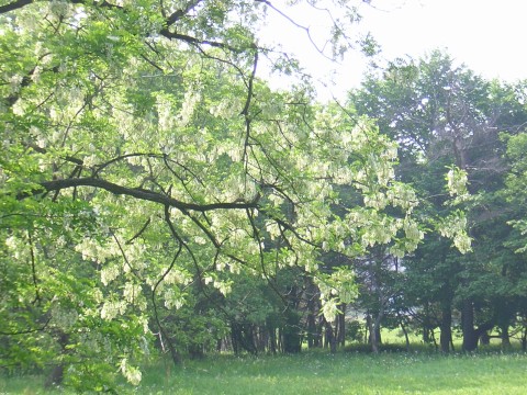 robinia.jpg