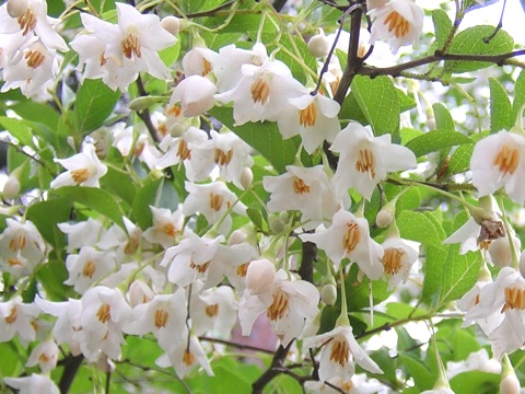 styrax.jpg