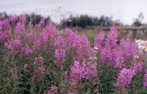95_102.jpg