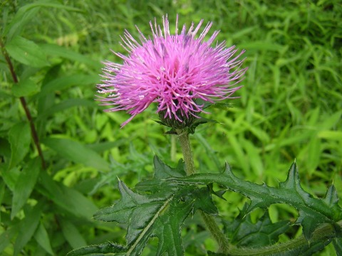 cirsium.jpg