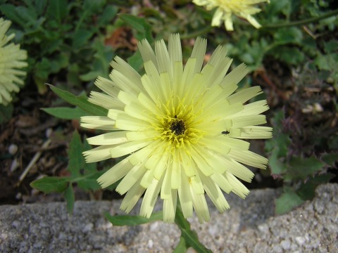 france_taraxacum.jpg