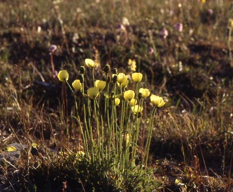 papaver2.jpg