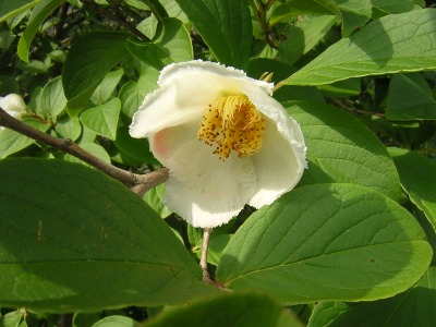 stewartia1.jpg