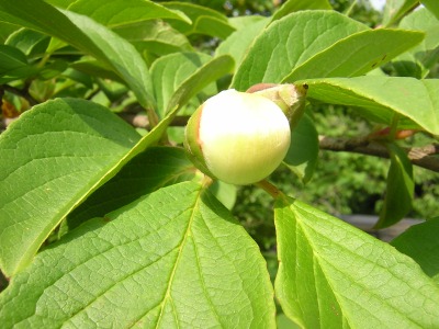 stewartia2.jpg