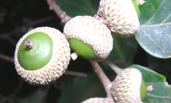 acorn.jpg