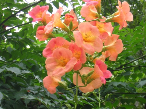 campsis.jpg