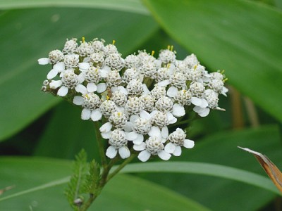 achillea.jpg