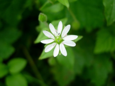 cerastium.jpg