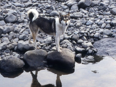dog.jpg