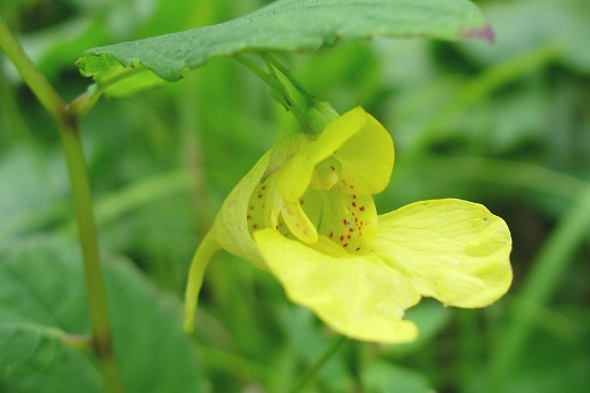 impatiens_fl.jpg