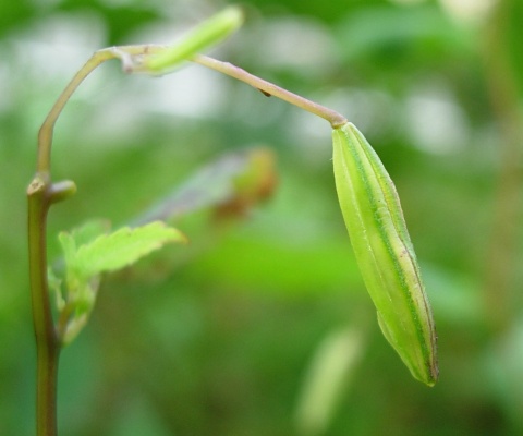 impatiens_fr.jpg