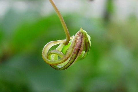 impatiens_fr2.jpg