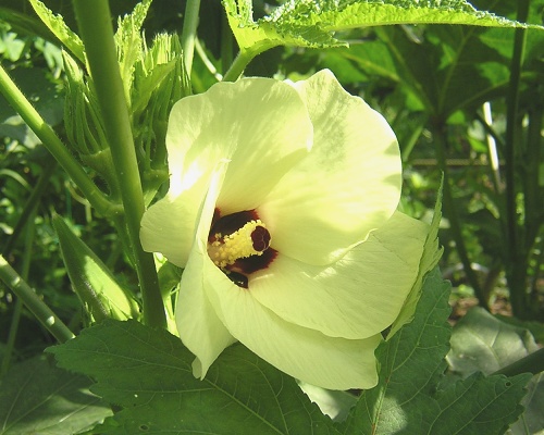 okra.jpg