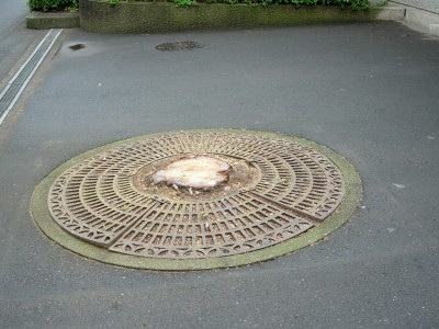 pinus_stump.jpg
