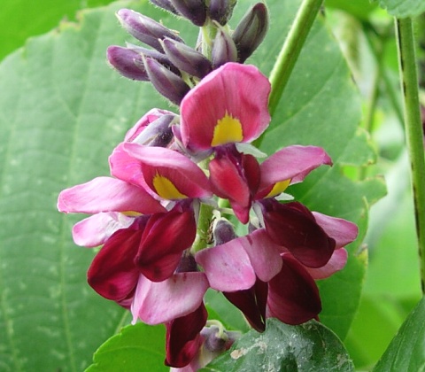 pueraria_fl.jpg