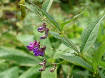 vicia.jpg