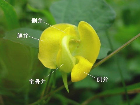 annotated_dunbaria.jpg