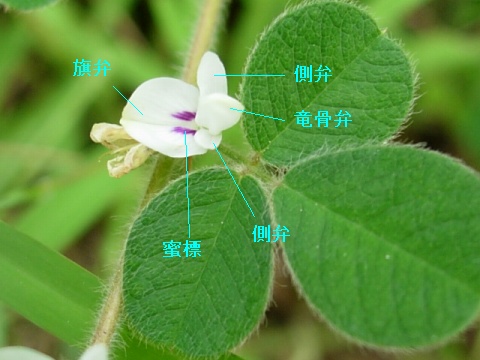 annotated_lespedeza.jpg