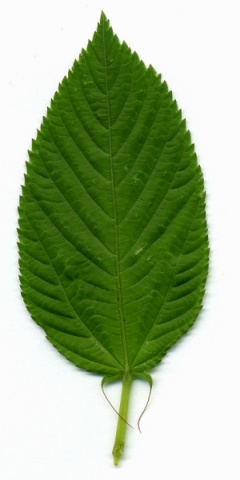 corchorus.jpg