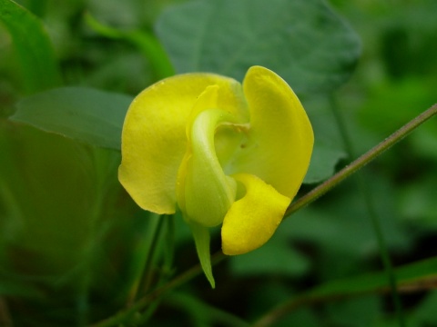 dunbaria.jpg