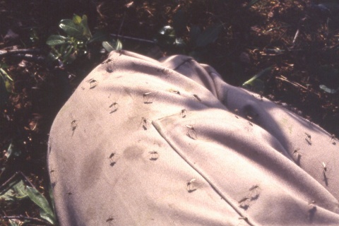 mosquitos.jpg