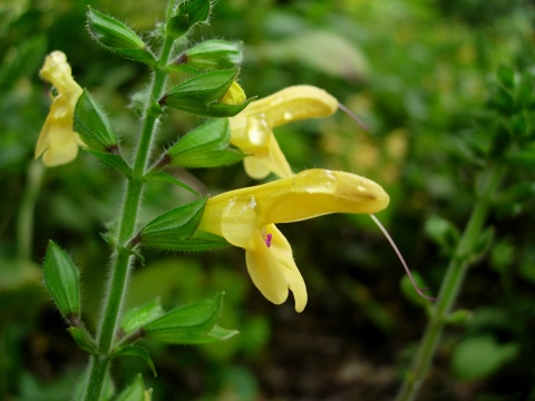 salvia.jpg