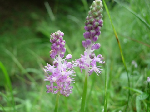scilla.jpg