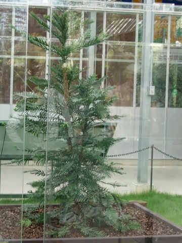 wollemi.jpg