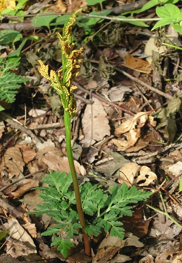 botrychium1.jpg