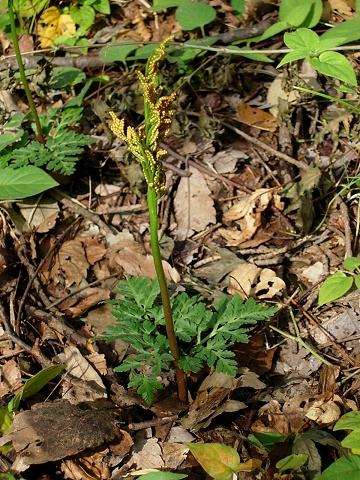 botrychium2.jpg
