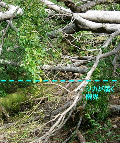 deer_line.jpg