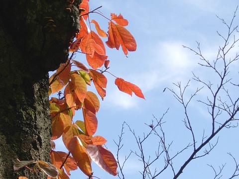 rhus.jpg