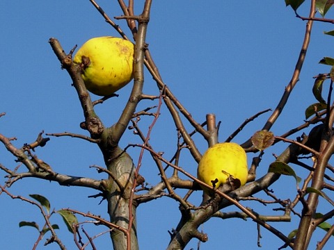 chaenomeles.jpg