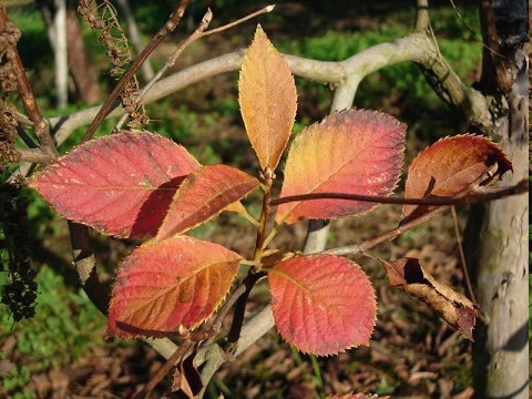 clethra.jpg
