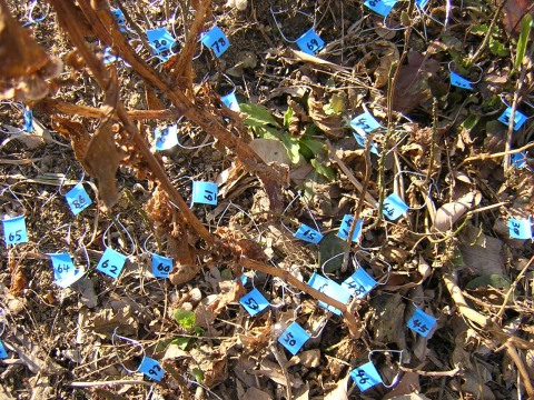 seedlings2003.jpg