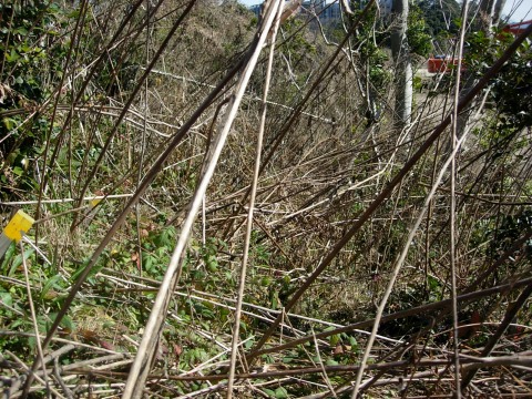 solidago.jpg