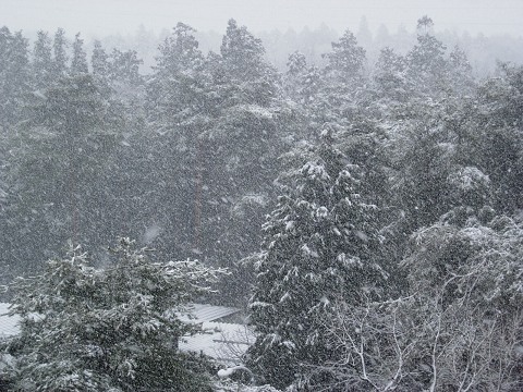 snow-2005-03-04.jpg