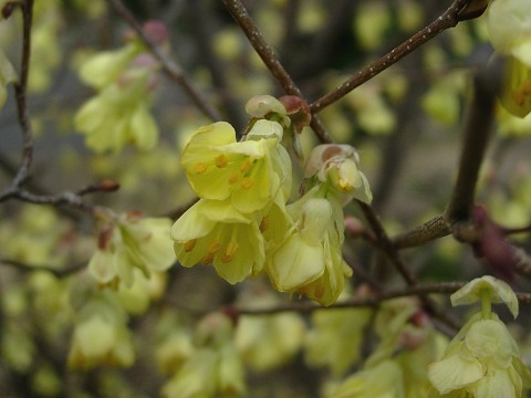 corylopsis.jpg