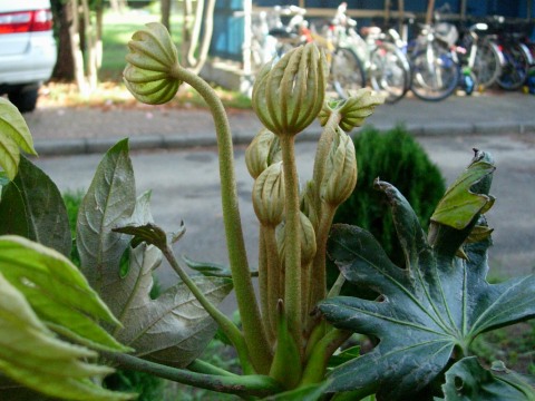 fatsia.jpg
