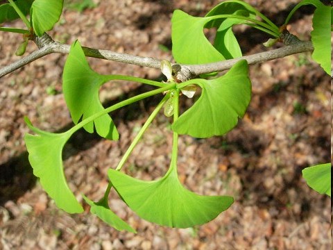 ginkgo.jpg