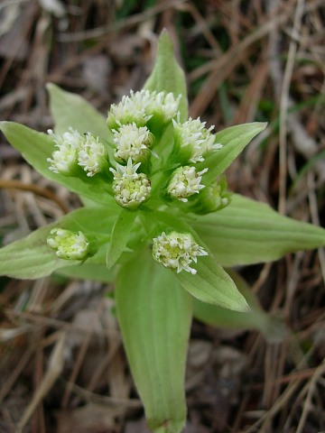 petasites.jpg