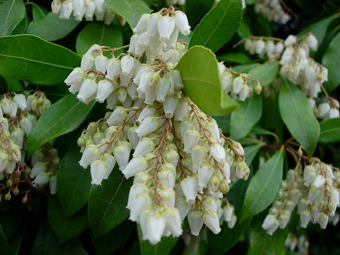 pieris.jpg