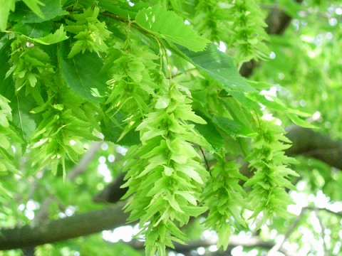 carpinus.jpg