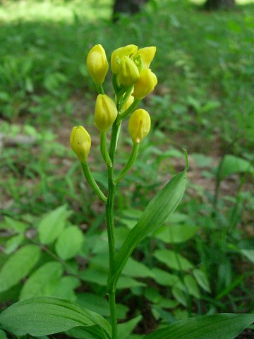 cephalanthera.jpg