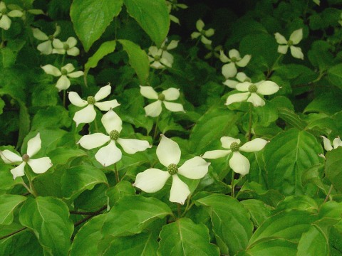 cornus.jpg