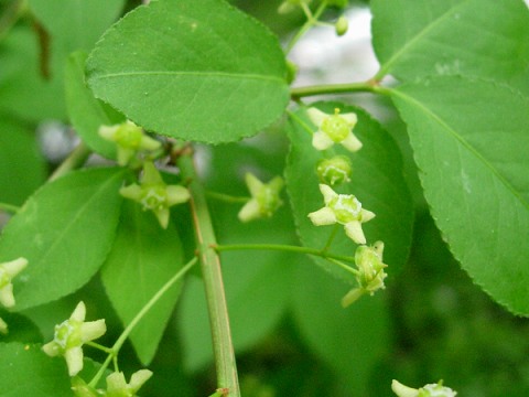 euonymus.jpg
