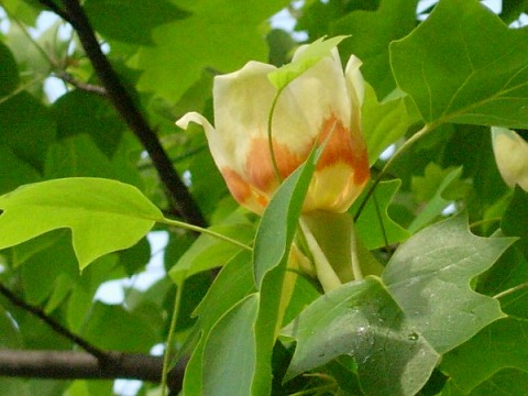 liriodendron.jpg