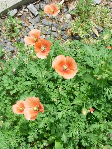 papaver.jpg