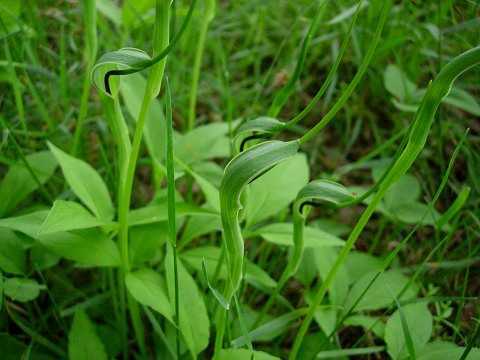 pinellia1.jpg