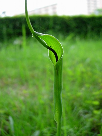 pinellia2.jpg